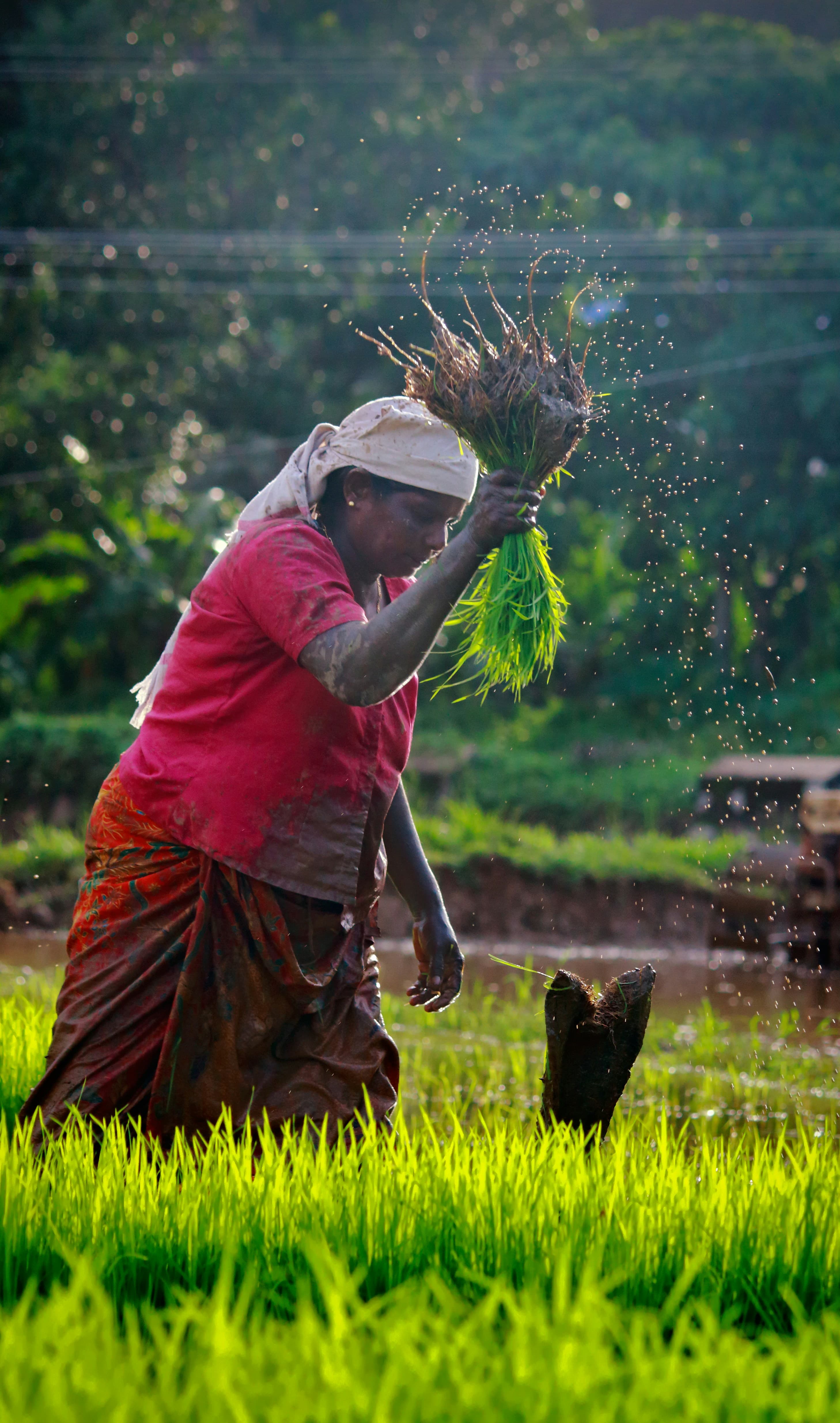 Organic Fertilizers