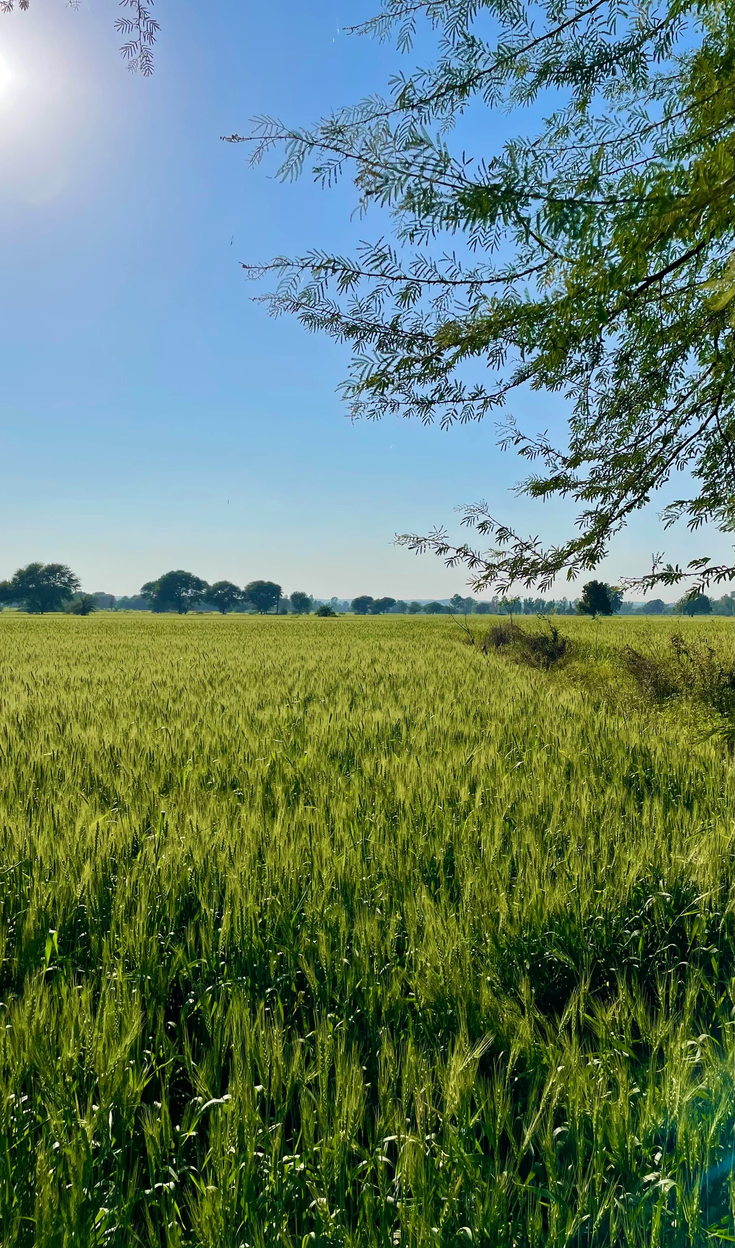 Farm landscape