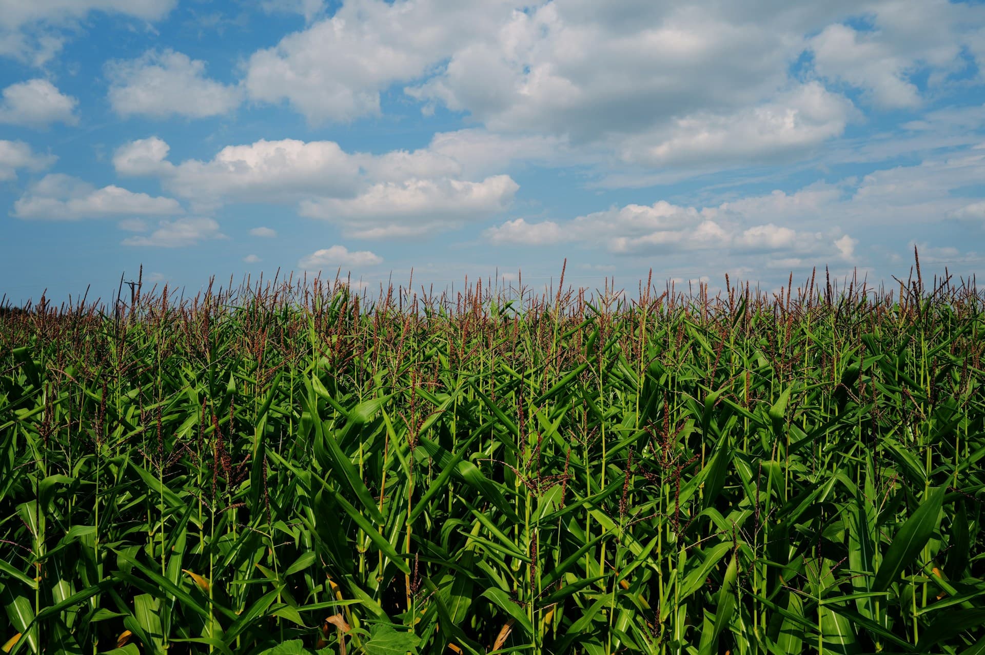 Crop canopy